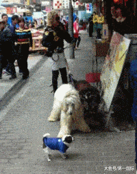 c049f900a1461ac3170db56b99c1af08.gif