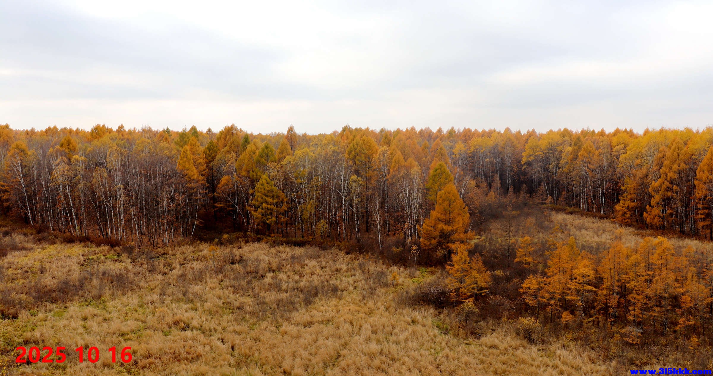 图六：湿地天然白桦林