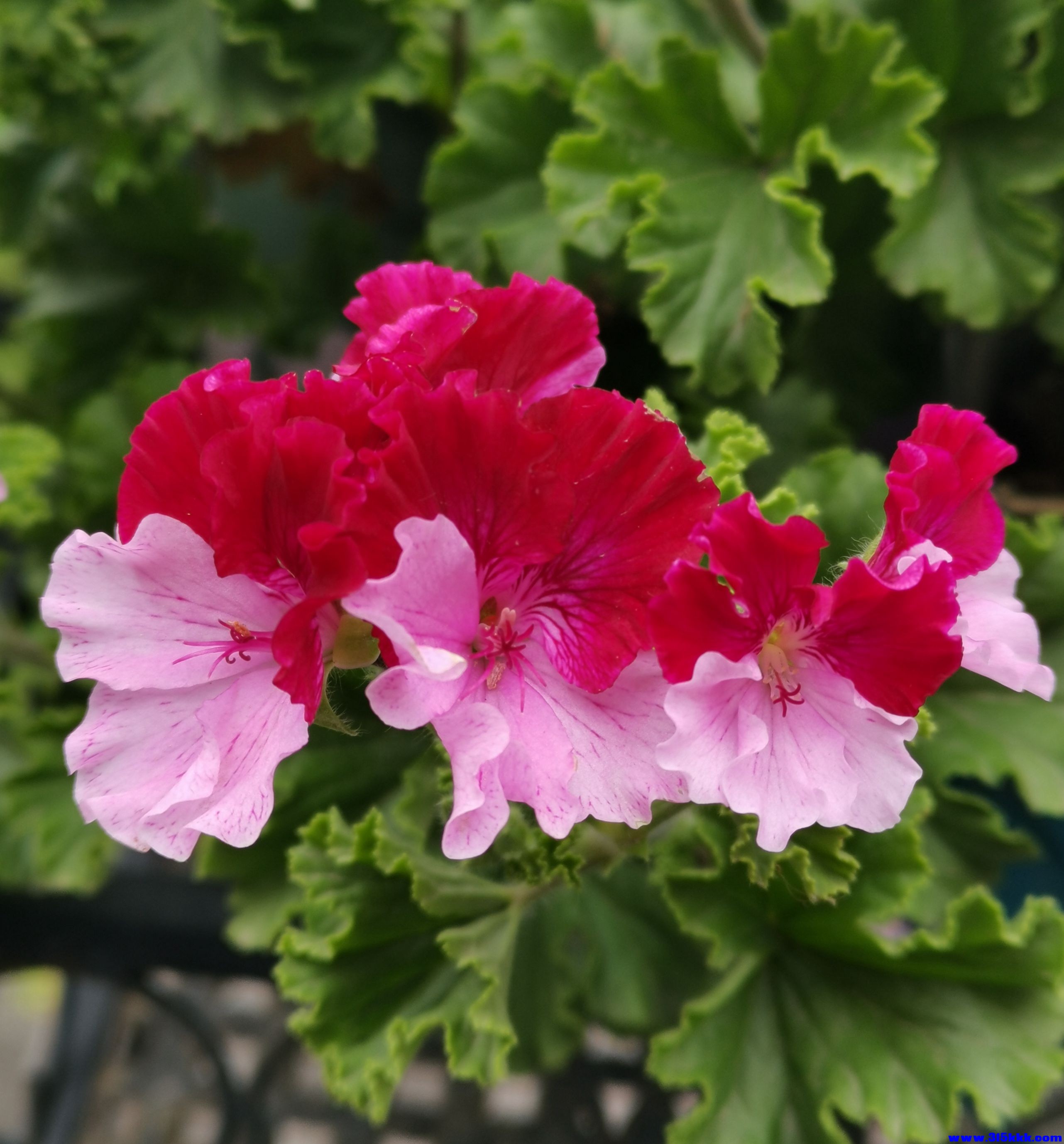 天使类- E-Tony托尼.jpg