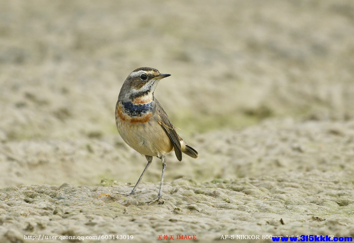 蓝喉歌鸲（雄）