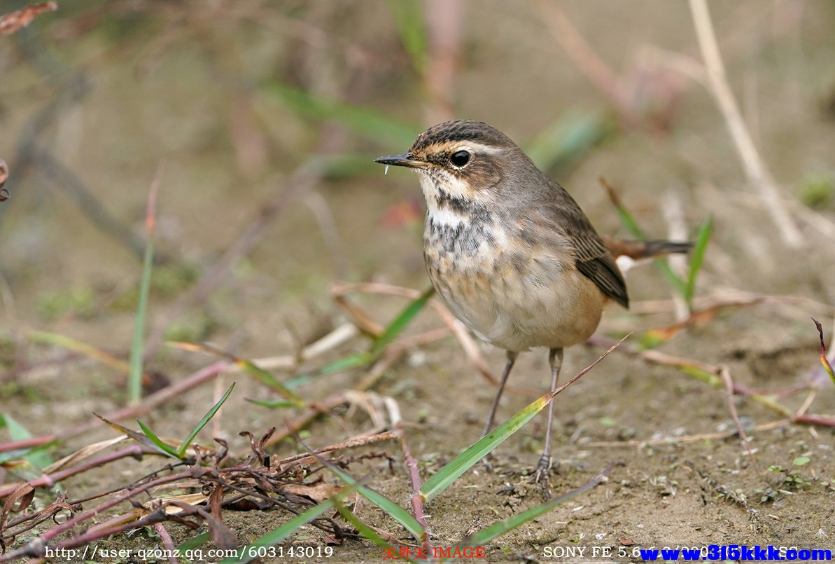 蓝喉歌鸲（雌）